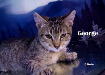 George -  Domestic Short Hair Cat for Adoption in York, Nebraska - George | PetCurious