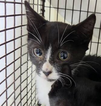 ARES -  Domestic Short Hair Cat for Adoption in Fort Lauderdale, Florida - ARES | PetCurious