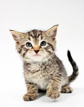 Domestic Short Hair Cats Available for Adoption in Morton Grove, Illinois - Tony | PetCurious