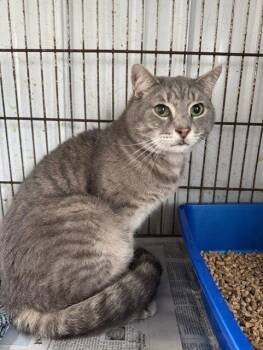 Neptune -  Domestic Short Hair Cat for Adoption in Apollo, Pennsylvania - Neptune | PetCurious