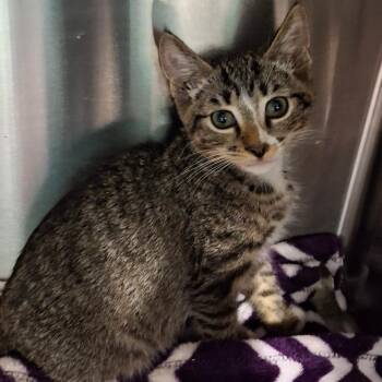 Moose -  Domestic Short Hair Cat for Adoption in Lakeland, Florida - Moose | PetCurious
