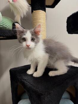 Baxter -  Domestic Medium Hair Cat for Adoption in Pierceton, Indiana - Baxter | PetCurious