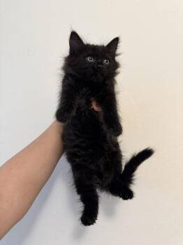 Portia -  Domestic Long Hair Cat for Adoption in Stockbridge, Georgia - Portia | PetCurious