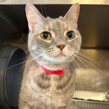 Chantilly -  Domestic Short Hair Cat for Adoption in Chicago, Illinois - Chantilly | PetCurious
