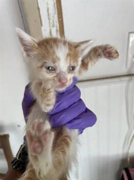 GOOSE -  Domestic Short Hair Cat for Adoption in Palmetto, Florida - GOOSE | PetCurious