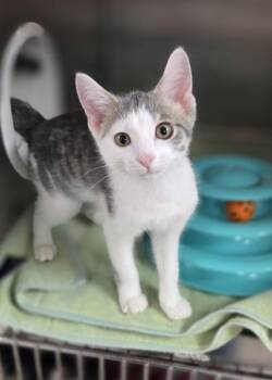 Thing 1 -  Domestic Short Hair Cat for Adoption in Westland, Michigan - Thing 1 | PetCurious