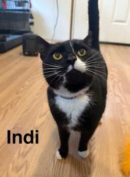 Rescue Domestic Short Hair Cats for Adoption in Millerstown, Pennsylvania - INDI | PetCurious