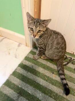 Teddy -  Domestic Short Hair Cat for Adoption in Mountain Home, Arkansas - Teddy | PetCurious
