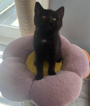 Tomato -  Domestic Short Hair Cat for Adoption in Swansea, Illinois - Tomato | PetCurious