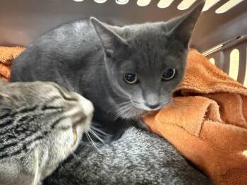Meredith Grey -  Domestic Short Hair and Russian Blue Cat for Adoption in Chandler, Arizona - Meredith Grey | PetCurious