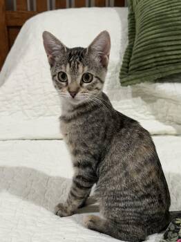 Frannie - North Conroe Petsmart -  Domestic Short Hair and Tabby Cat for Adoption in Spring, Texas - Frannie - North Conroe Petsmart | PetCurious