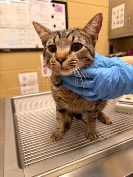 Goofy -  Domestic Short Hair Cat Available for Adoption in Douglasville, Georgia - Goofy | PetCurious
