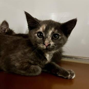 ASHLEE -  Domestic Short Hair Cat for Adoption in San Francisco, California - ASHLEE | PetCurious