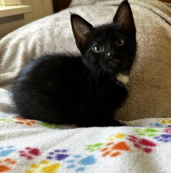 Domestic Short Hair Cats Available for Adoption in Georgetown, Kentucky - Soprano | PetCurious