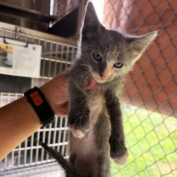 Gidget -  Domestic Short Hair Cat for Adoption in Edinburg, Texas - Gidget | PetCurious