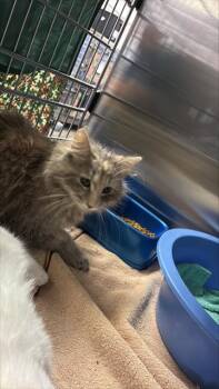 Domestic Short Hair Cats Available for Adoption in Ocala, Florida - FARAH | PetCurious