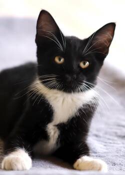 Rescue Domestic Short Hair Cats for Adoption in North Fort Myers, Florida - Zafir | PetCurious