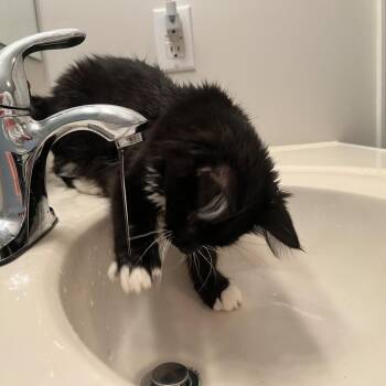 Miss Dahlia -  Domestic Long Hair Cat for Adoption in Inwood, West Virginia - Miss Dahlia | PetCurious