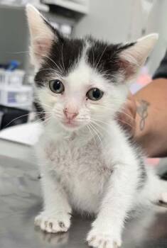 Rose -  Domestic Short Hair Cat for Adoption in Hillsdale, Indiana - Rose | PetCurious