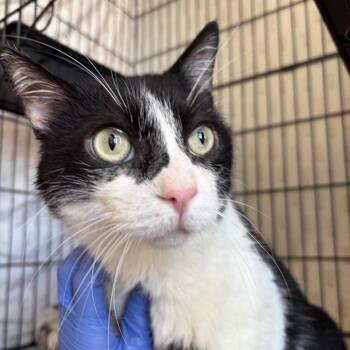 Fergus -  Domestic Medium Hair Cat for Adoption in New York, New York - Fergus | PetCurious