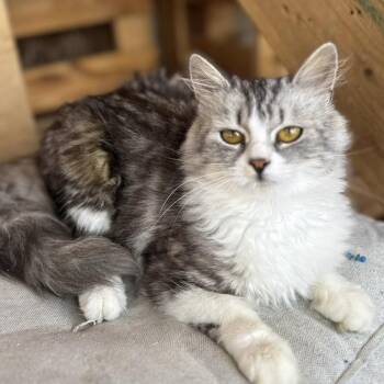Rescue Siberian Cats for Adoption in Brampton, Ontario - Yulia | PetCurious