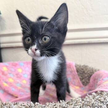 Domestic Short Hair Cats Available for Adoption in Medford, Oregon - Jade | PetCurious