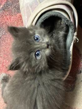 Grape Jelly -  Domestic Short Hair Cat for Adoption in Bayonne, New Jersey - Grape Jelly | PetCurious