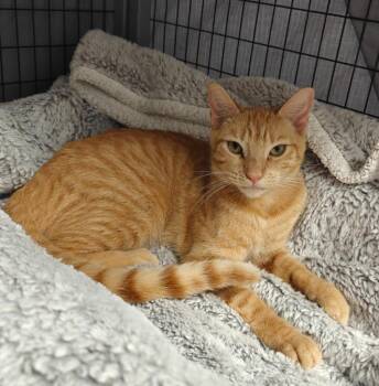 Domestic Short Hair Cats Available for Adoption in Grants Pass, Oregon - Poppy | PetCurious