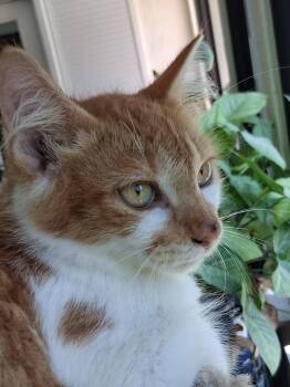 Nettle -  Domestic Short Hair Cat for Adoption in Oviedo, Florida - Nettle | PetCurious