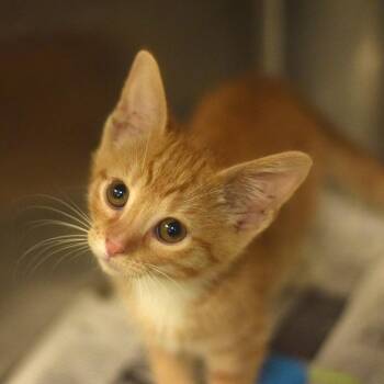 Natalie Cook -  Domestic Short Hair Cat for Adoption in Belleville, Illinois - Natalie Cook | PetCurious