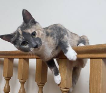 Tina -  Dilute Tortoiseshell Cat for Adoption in Burnaby, British Columbia - Tina | PetCurious