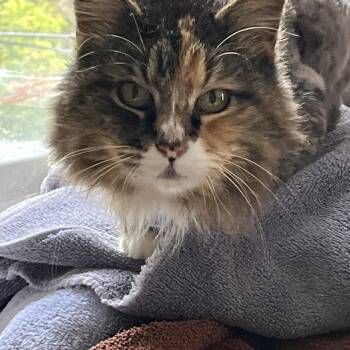 Domestic Long Hair Cats Available for Adoption in Norwalk, Connecticut - Rhonda | PetCurious