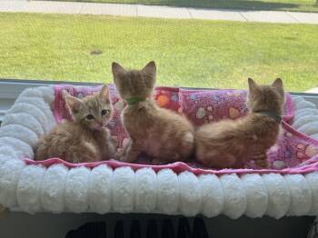 Fairy -  Domestic Short Hair Cat for Adoption in Fruit Heights, Utah - Fairy | PetCurious