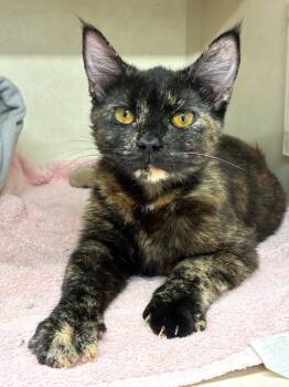 Domestic Short Hair Cats Available for Adoption in Elmsford, New York - Citrus - Available 5/28 | PetCurious