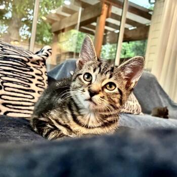 Parker (bonded with Pebble) -  Domestic Short Hair and Tabby Cat Available for Adoption in Houston, Texas - Parker (bonded With Pebble) | PetCurious