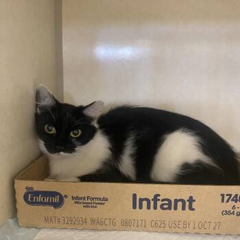 Sunoco -  Domestic Medium Hair Cat for Adoption in Westminster, California - Sunoco | PetCurious