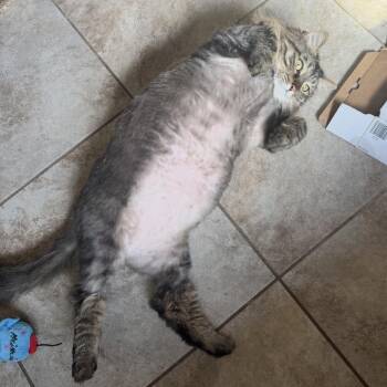 Peanut mm -  Domestic Long Hair Cat for Adoption in Kingman, Arizona - Peanut Mm | PetCurious