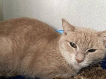 Bubble Yum -  Domestic Short Hair Cat for Adoption in Ferndale, Michigan - Bubble Yum | PetCurious