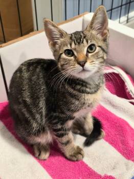 Greasy Biscuit -  Domestic Short Hair Cat for Adoption in Richmond, Virginia - Greasy Biscuit | PetCurious