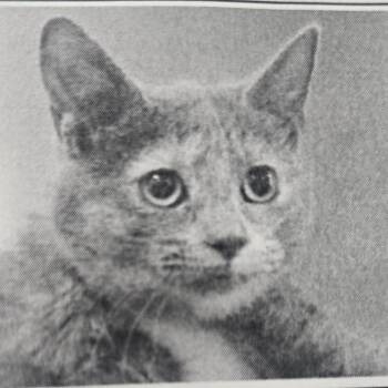 Domestic Short Hair Cats Available for Adoption in San Jacinto, California - Velveeta | PetCurious