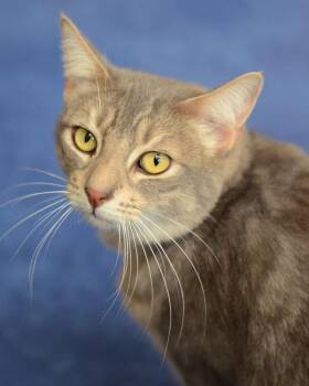 Domestic Short Hair Cats Available for Adoption in Novato, California - Truffles | PetCurious