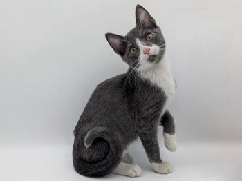 Dewey -  Domestic Short Hair Cat for Adoption in Powell, Ohio - Dewey | PetCurious