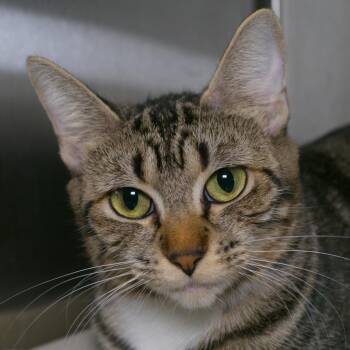 Domestic Short Hair Cats Available for Adoption in Seattle, Washington - Andromeda | PetCurious