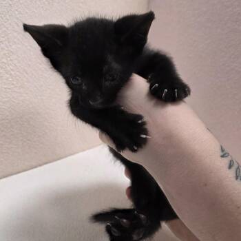 Onyx (grey) -  Domestic Short Hair Cat for Adoption in Jupiter, Florida - Onyx (grey) | PetCurious