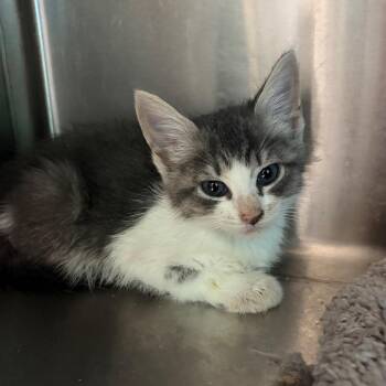 Bessie -  Domestic Short Hair Cat for Adoption in Cumming, Georgia - Bessie | PetCurious