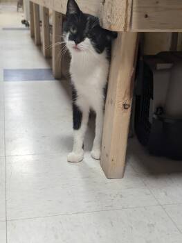 Rescue Domestic Short Hair Cats for Adoption in Rice Lake, Wisconsin - Mayze | PetCurious