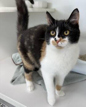 Domestic Short Hair Cats Available for Adoption - Marieta | PetCurious