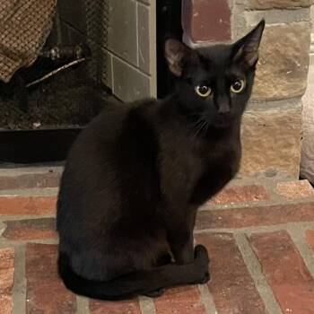 Domestic Short Hair Cats Available for Adoption in Bentonville, Arkansas - Queen Nova | PetCurious