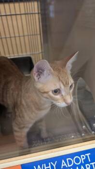 Pumpkin -  Domestic Short Hair Cat for Adoption in Parker, Colorado - Pumpkin | PetCurious