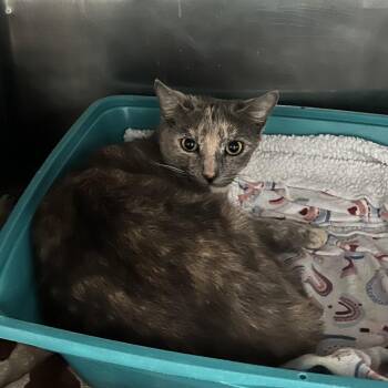 Domestic Short Hair Cats Available for Adoption - Pinky | PetCurious